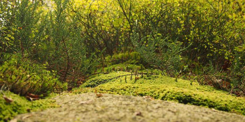 SIG旅游入门：解锁特色、深度与个性化旅行的新维度