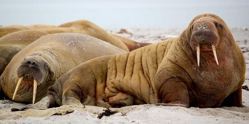 SIG旅游集团战略新蓝图：以个性化与特色旅游重塑行业格局